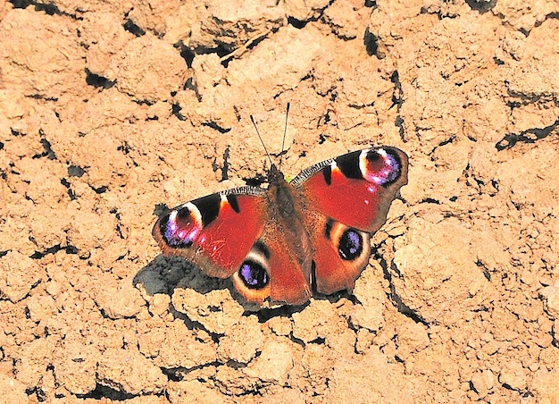Aglais io